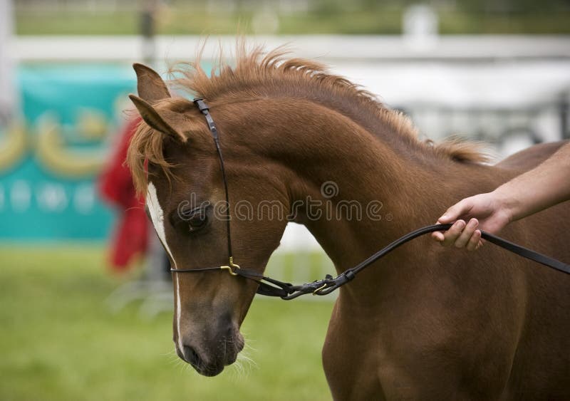 Arabian horse