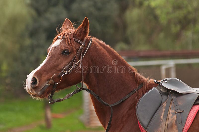 Arabian horse stock photo. Image of riding, tack, riders 31335510