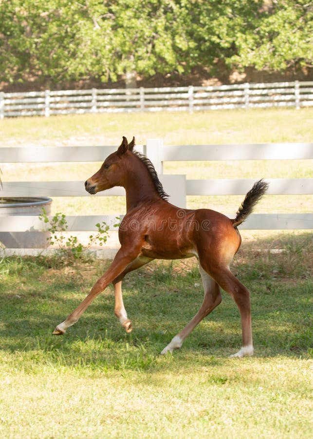 Arabian horse colt running in a green field with a white board fence and distant trees in the background