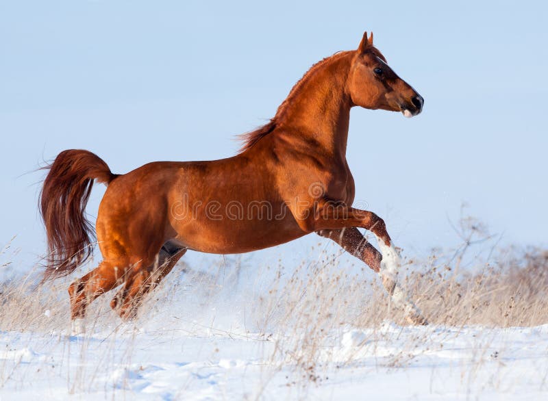 Arabian horse gallops in the winter.