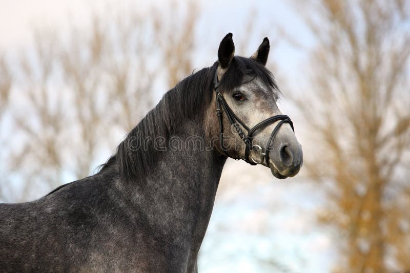 Arabian horse portrait in autumn outdoor, wearing a halter stock images Arabian horse portrait in autumn outdoor, wearing a halter stock images
