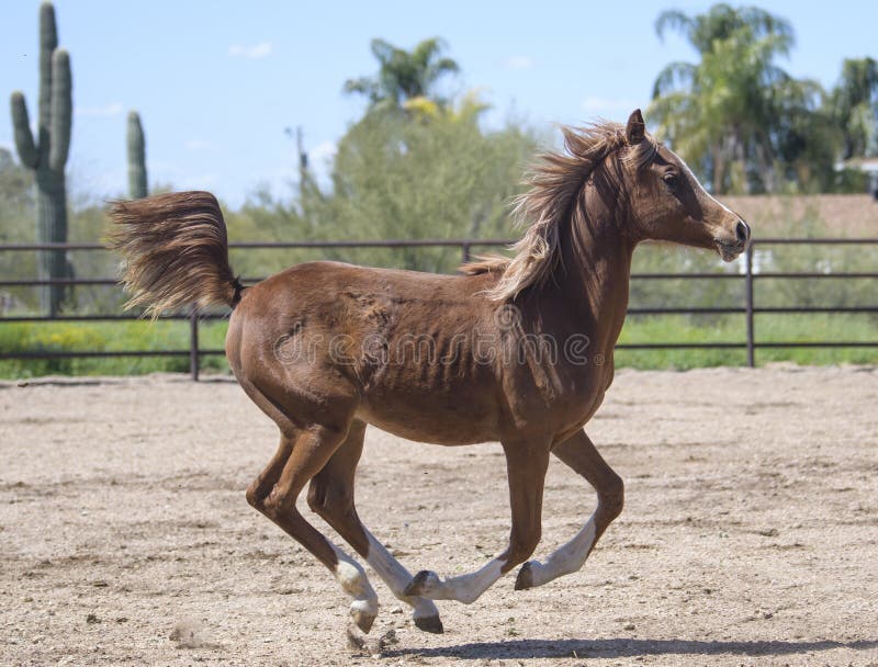 Arabian horse running in an arena royalty free stock image Arabian horse running in an arena royalty free stock image