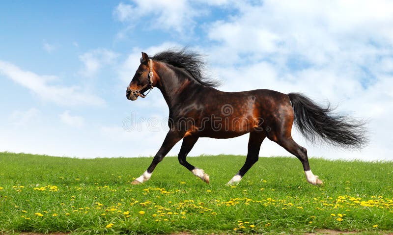 Arabian horse trots royalty free stock images Arabian horse trots royalty free stock images