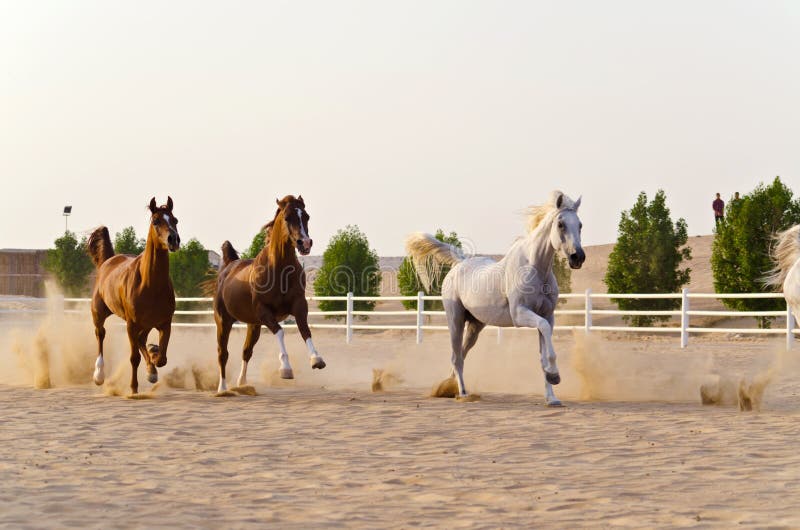 Arabian Horses