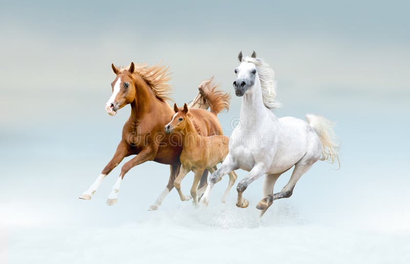 Arabian horses running free in the field