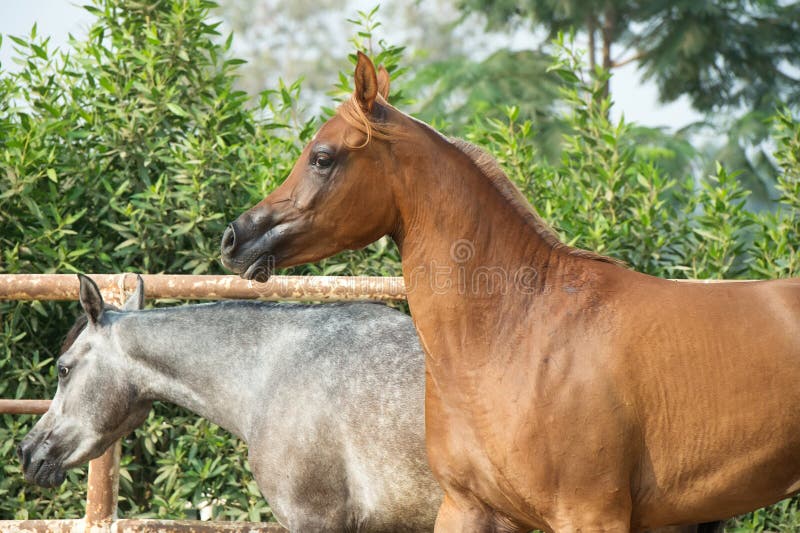 horse walking sound horse walking sound