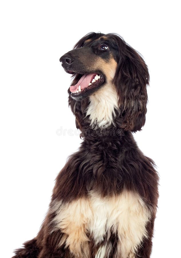 Arabian hound dog