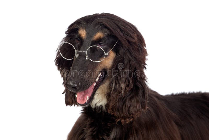 Arabian hound dog with glasses