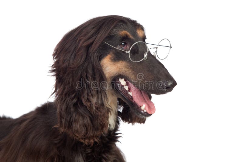 Arabian hound dog with glasses