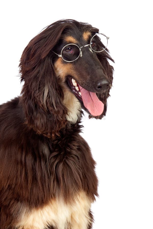 Arabian hound dog with glasses