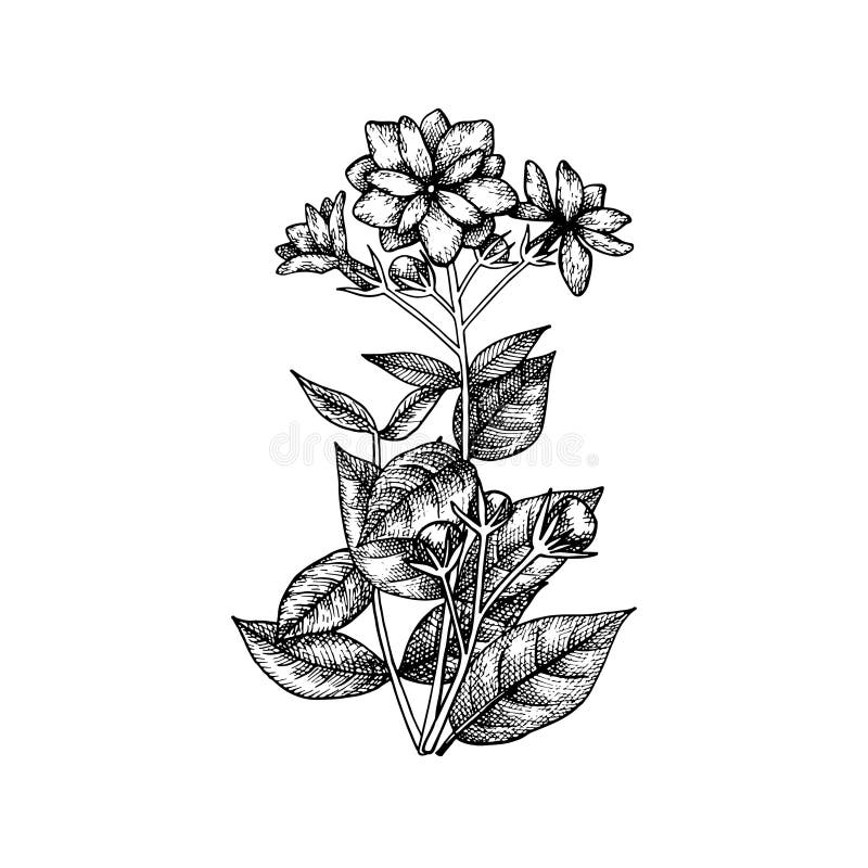 very easy | Jasmine flower drawing from letter 