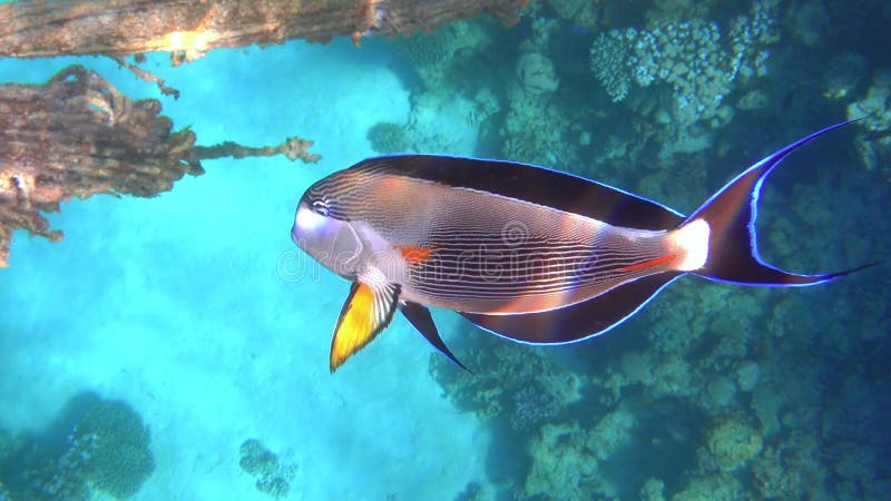 Arabian surgeonfish acanthurus sohal en mer rouge nageant près de l'ancienne corde. beau poisson de récif de corail tropical à nag banque de vidéos