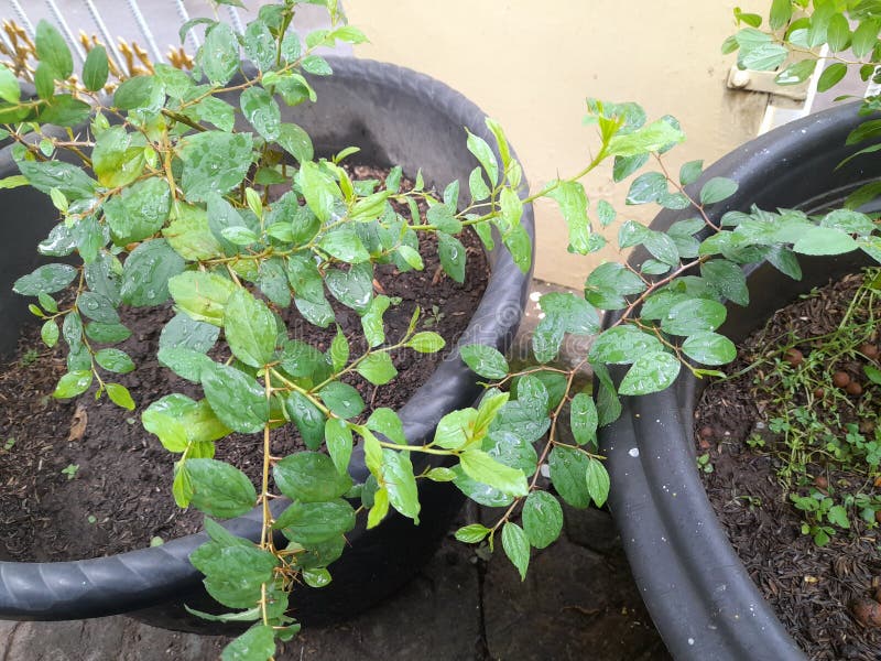 Arabic Bidara Leaf Plant for Herbal Medicine Stock Image Image of