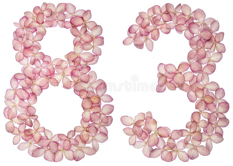 Arabic numeral 83, eighty three, from flowers of hydrangea, isolated on white background.