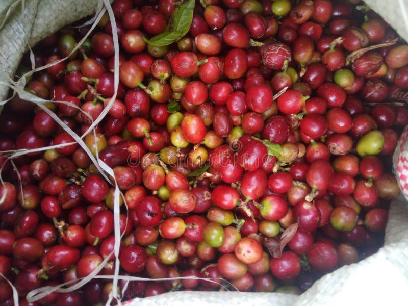 Arabica Coffee Like Fresh Red Cherries Stock Photo Image of arabica