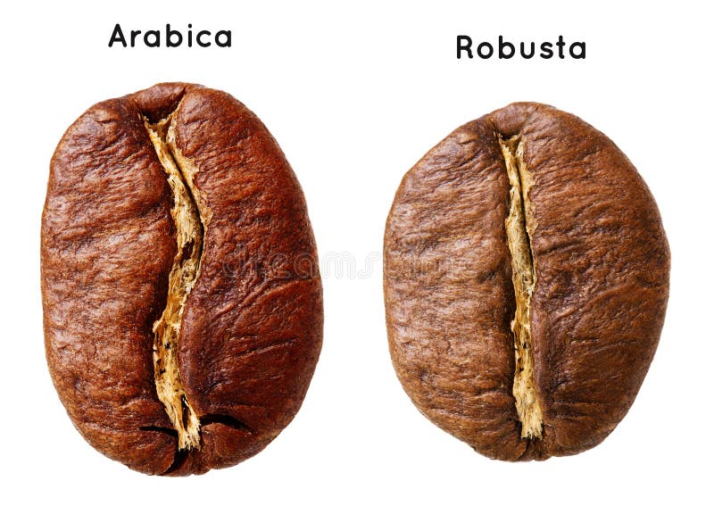 Arabica nera, chicco di caffè robusta immagini stock libere da diritti