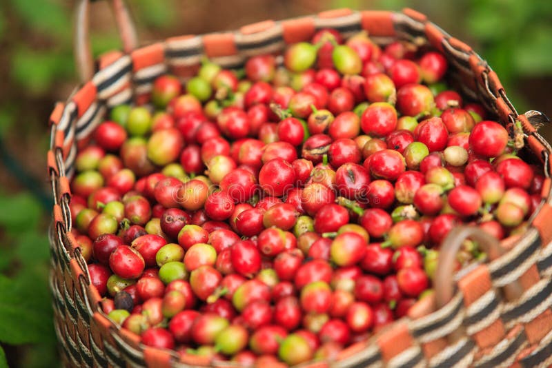 Arabica μούρα καφέ στο καλάθι στο οροπέδιο Bolaven στοκ εικόνα με δικαίωμα ελεύθερης χρήσης Arabica μούρα καφέ στο καλάθι στο οροπέδιο Bolaven στοκ εικόνα με δικαίωμα ελεύθερης χρήσης
