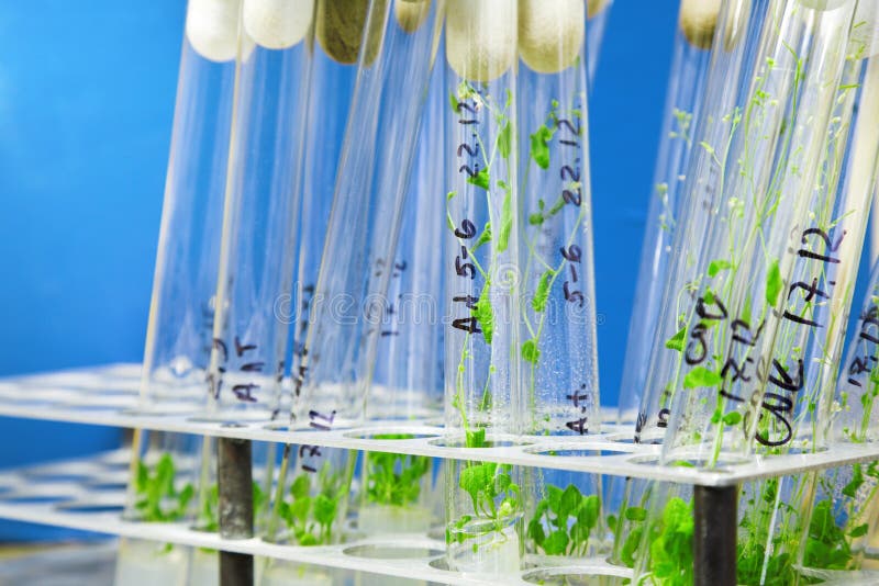 Arabidopsis plants stock photo. Image of glass 14443508