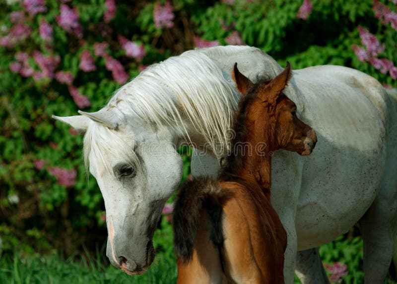 Arabisch merrie en veulen met de lente lilac erachter achtergrond royalty-vrije stock foto's Arabisch merrie en veulen met de lente lilac erachter achtergrond royalty-vrije stock foto's