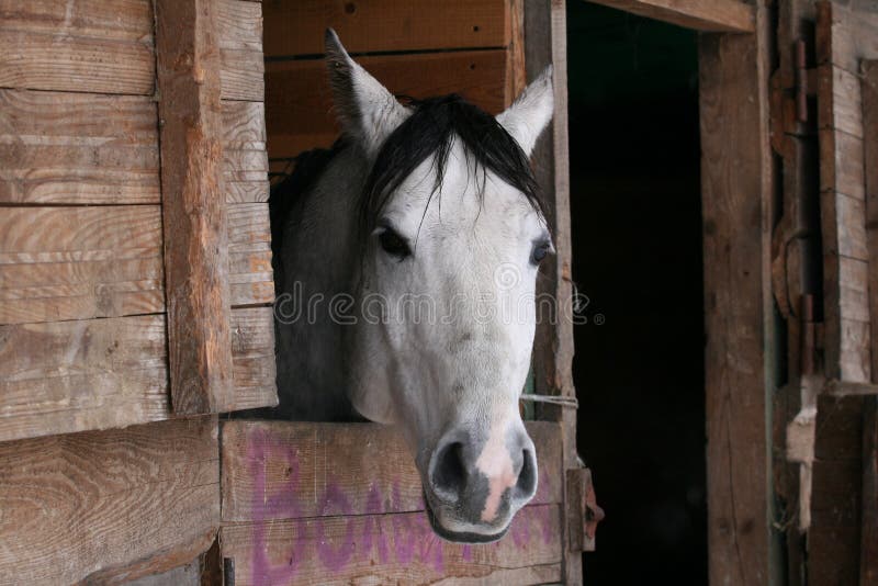 Arabisch paard in box stock afbeelding Arabisch paard in box stock afbeelding