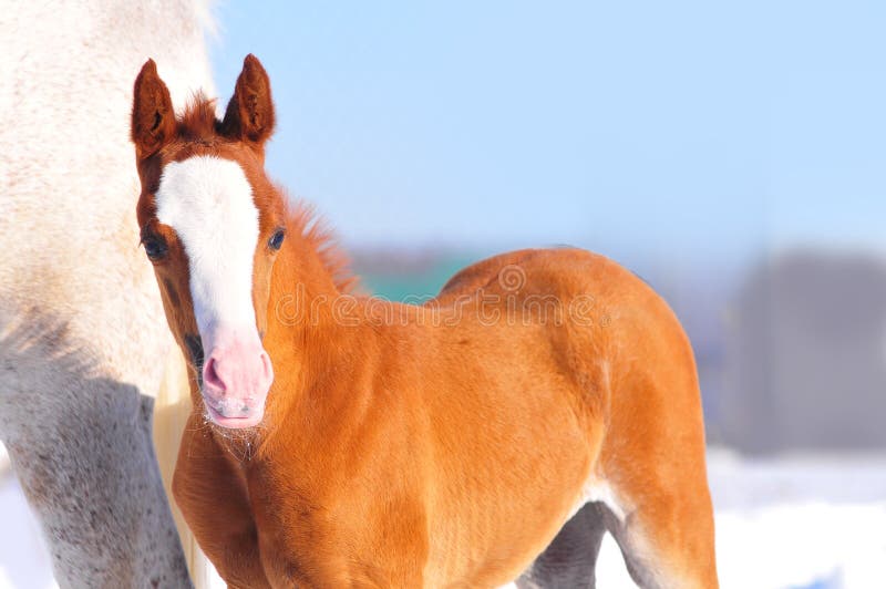 The arabian foal a few days old. The arabian foal a few days old