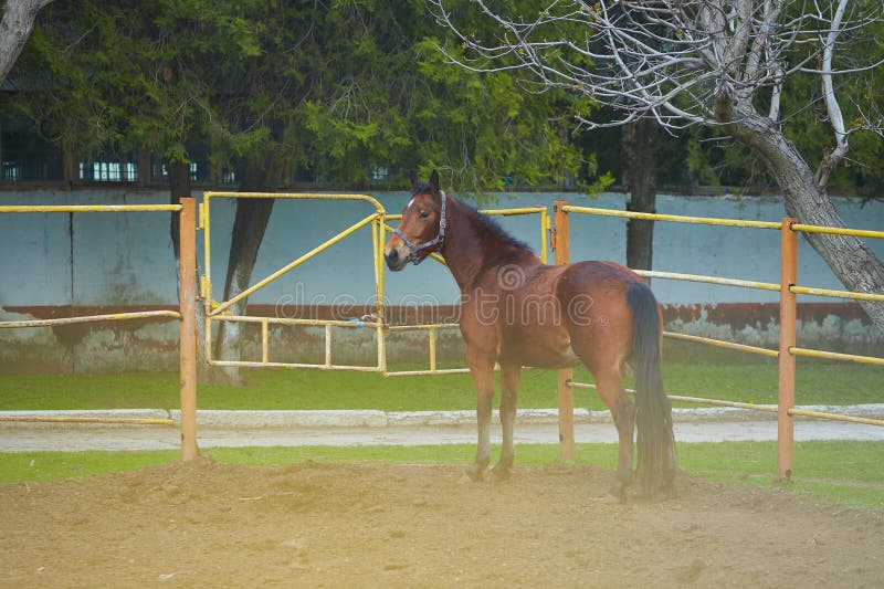 Verrast Grazen Haringen Arabische Paardenopleiding Op Het Boerenbeeld Met Bewegend Effect Stock  Afbeelding - Image of beiers, actief: 209796869