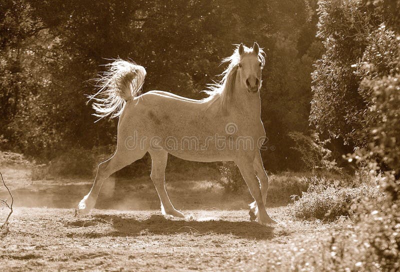 A beautiful white Arabian active horse galloping in the dust with sunshine and opposite light. A beautiful white Arabian active horse galloping in the dust with sunshine and opposite light