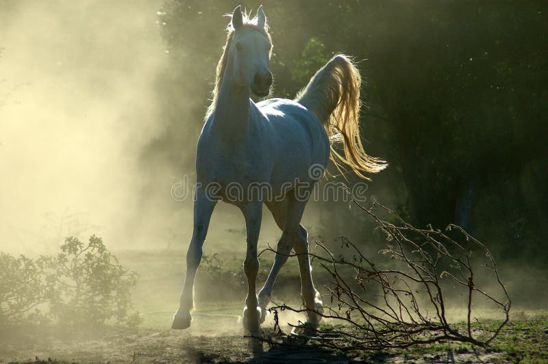 An active and wild little white Arabian horse performing in the dust in opposite light on a paddock of a farm. An active and wild little white Arabian horse performing in the dust in opposite light on a paddock of a farm.