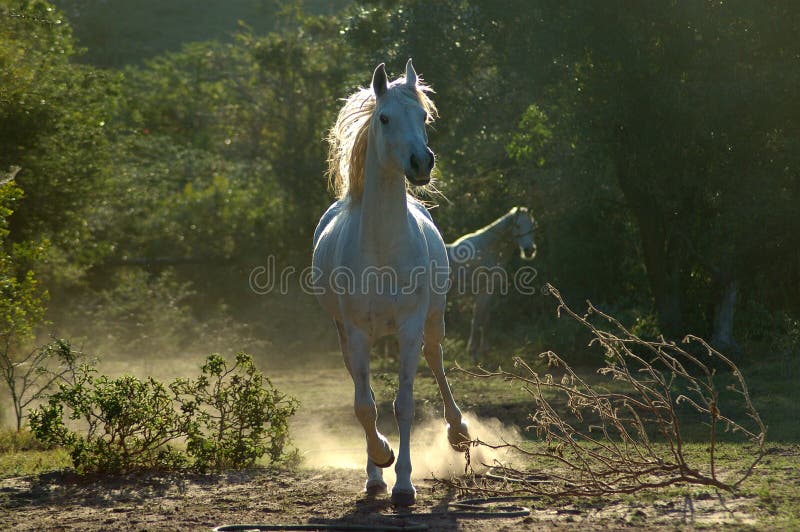 An active and wild little white Arabian horse performing in the dust in opposite light on a paddock of a farm. An active and wild little white Arabian horse performing in the dust in opposite light on a paddock of a farm.