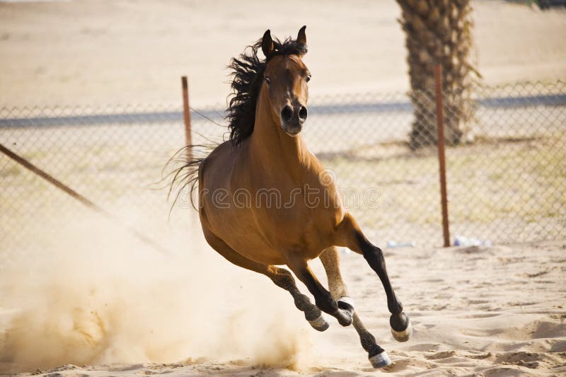 Arabisches Pferd lizenzfreies stockfoto Arabisches Pferd lizenzfreies stockfoto