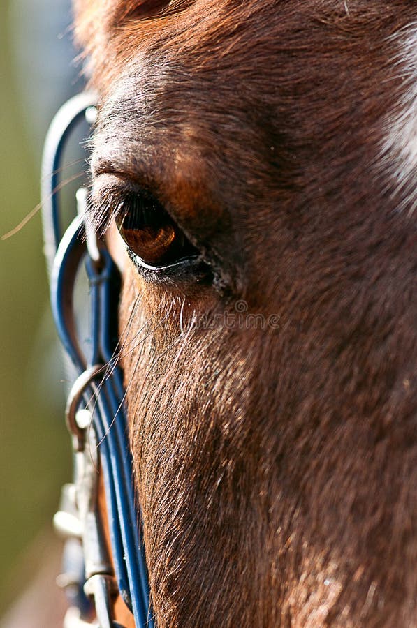 Arabisches Pferd lizenzfreie stockbilder Arabisches Pferd lizenzfreie stockbilder