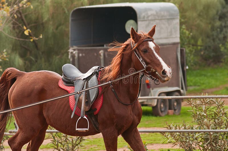 Arabisches Pferd stockfotografie Arabisches Pferd stockfotografie