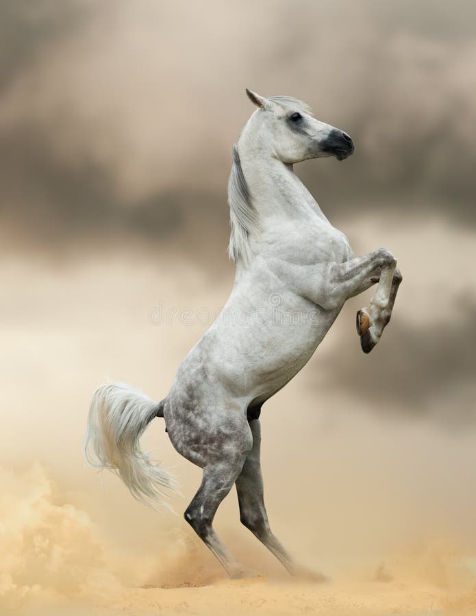 Arabisches Pferd stockbild Arabisches Pferd stockbild