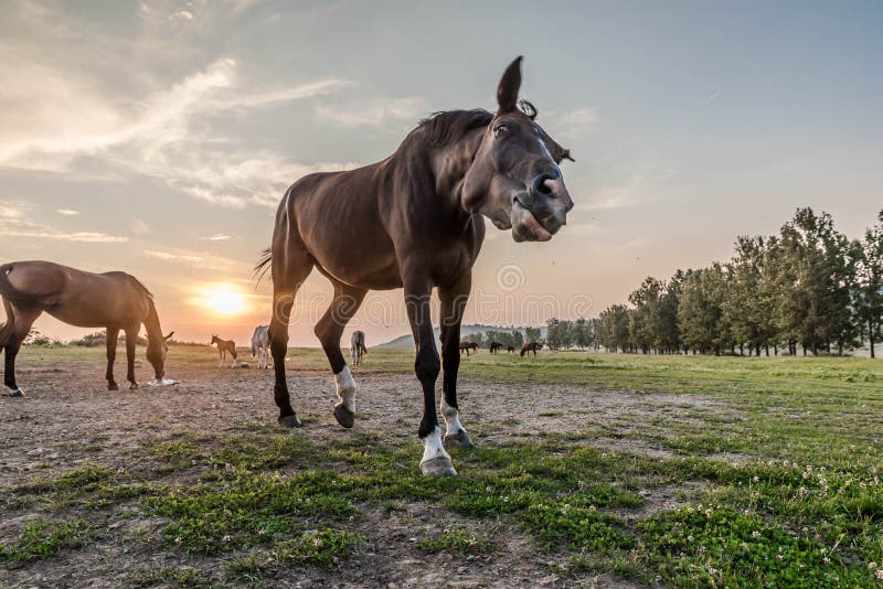 Arabisches Pferd, das neugierig ist lizenzfreie stockbilder Arabisches Pferd, das neugierig ist lizenzfreie stockbilder