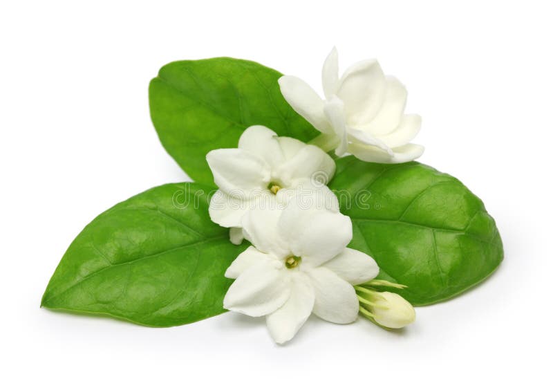 Arabisk jasmin, jasminteblomma arkivbild