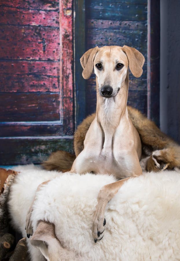 Arabisk Vinthund Sloughi För Hund Fotografering för Bildbyråer Bild
