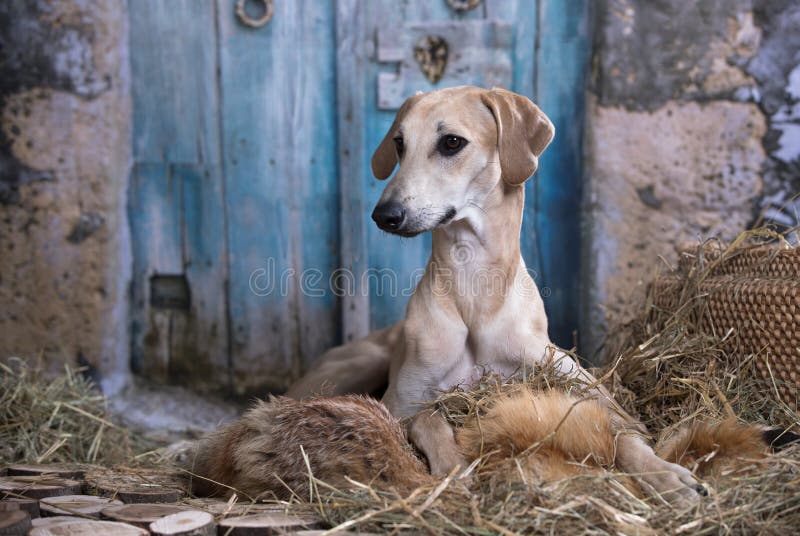 Arabisk Vinthund Sloughi För Hund Fotografering för Bildbyråer Bild