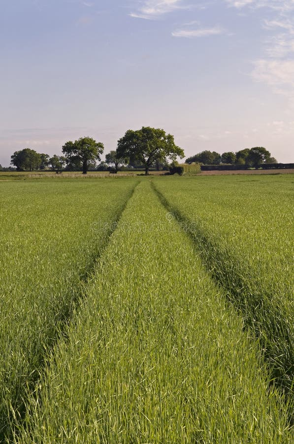 Arable Farm Crop stock image. Image of crop, farmland 12714021