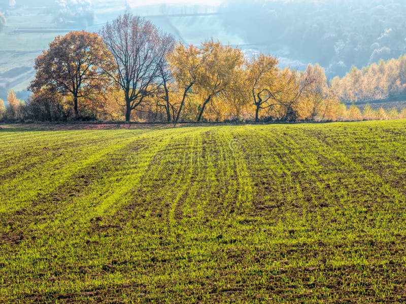 Arable field with trees in the fall calors royalty free stock photography