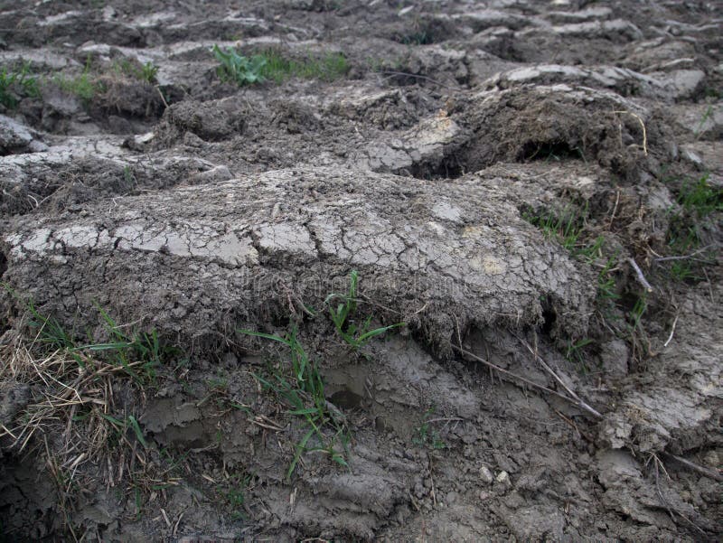 Arable Land and Winter Crops in Eastern Europe Stock Image Image of grain, land 148891735