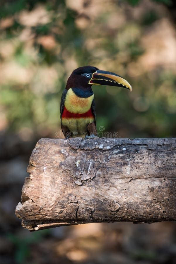 aracari Castanha-orelhudo na máscara vista do início de uma sessão imagem de stock royalty free aracari Castanha-orelhudo na máscara vista do início de uma sessão imagem de stock royalty free