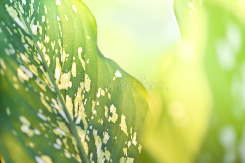 Araceae plant green leaves and sunlight on summer nature blur background / Dumb cane ornamental plants