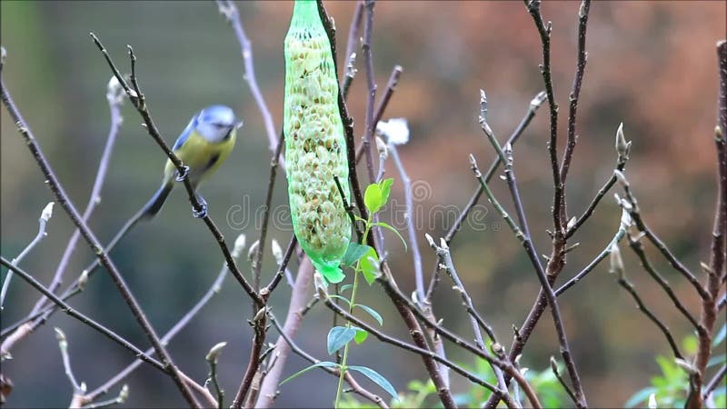 Arachides de nourriture d'hiver pour des oiseaux, mésange bleue banque de vidéos
