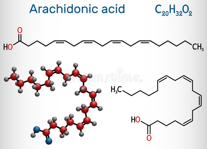 Arachidonic acid, AA, ARA molecule. It is unsaturated omega-6 fatty acid, is precursor in biosynthesis of prostaglandins