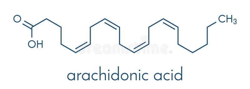 Arachidonic acid molecule. Polyunsaturated omega-6 fatty acid that is a precursor of prostaglandins, prostacyclin, thromboxanes,.