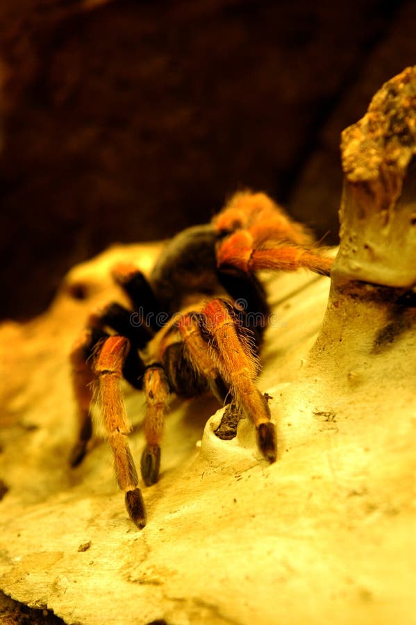 Arachnid, spider stock image. Image of hairy, lurk, duel 335451