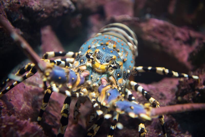 Aragosta dipinta nella barriera corallina immagini stock Aragosta dipinta nella barriera corallina immagini stock