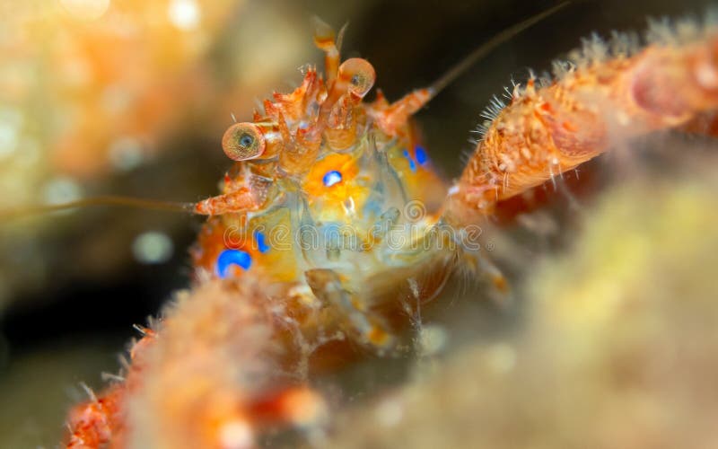 Aragosta tozza coperta di spine Galatheidae, Scozia Aragosta tozza coperta di spine Galatheidae, Scozia