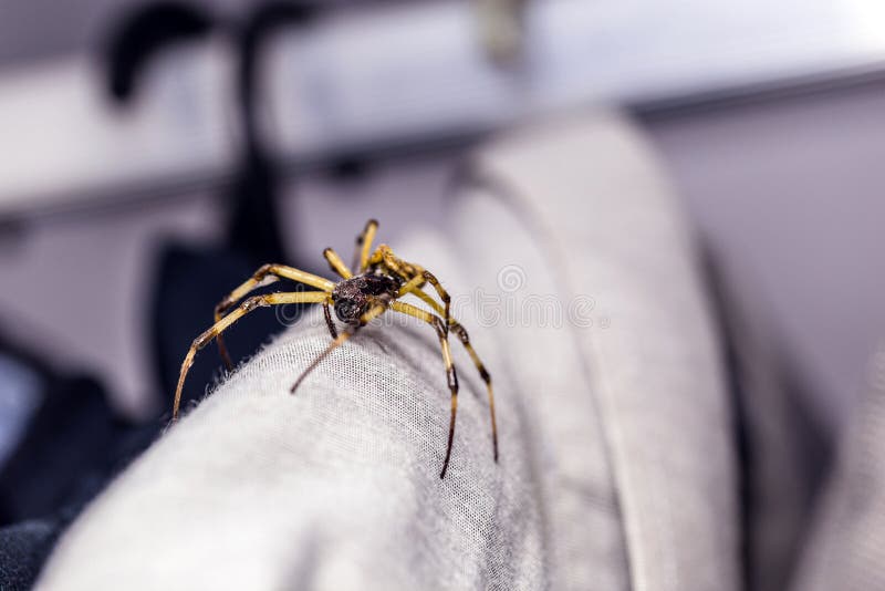 Pince à Linge Avec Une Araignée Photo stock - Image du vêtements, attache:  18790836