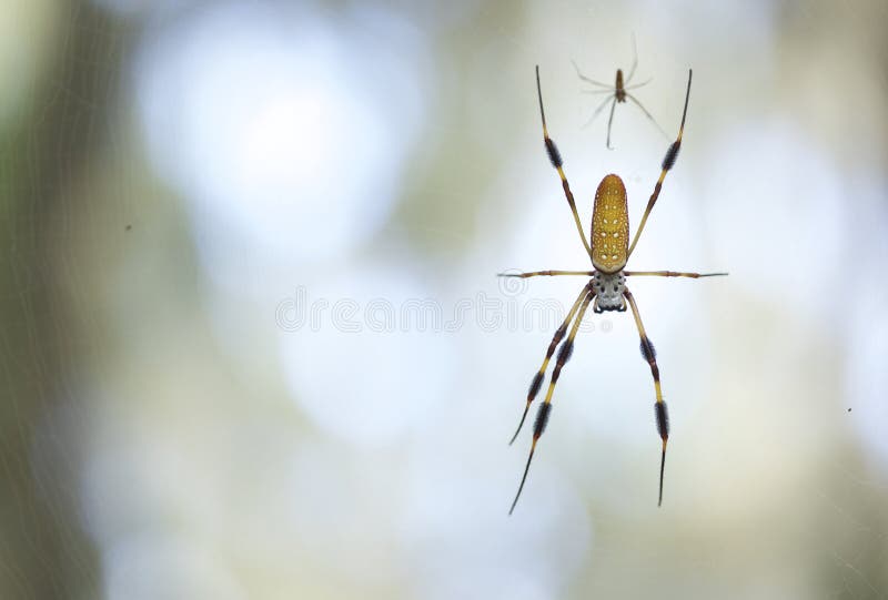 Nid D Araignees Bebe Image Stock Image Du Jardin Fermer Nid D Araignees Bebe Image Stock Image Du Jardin Fermer